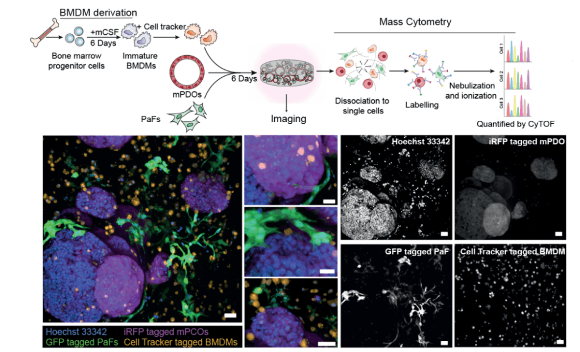Systems oncology research visualization with molecular and cellular details