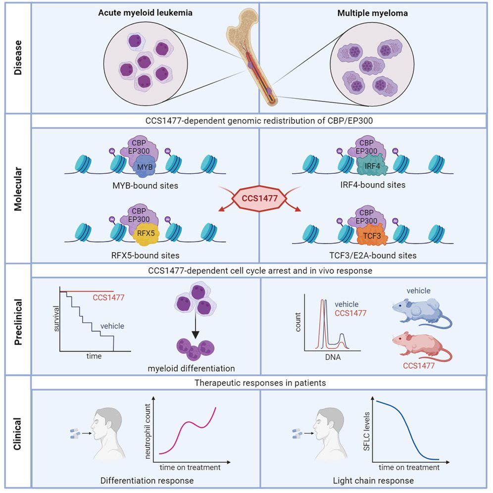 Diagram showcasing EP300-CBP signaling pathways and their implications in cancer research