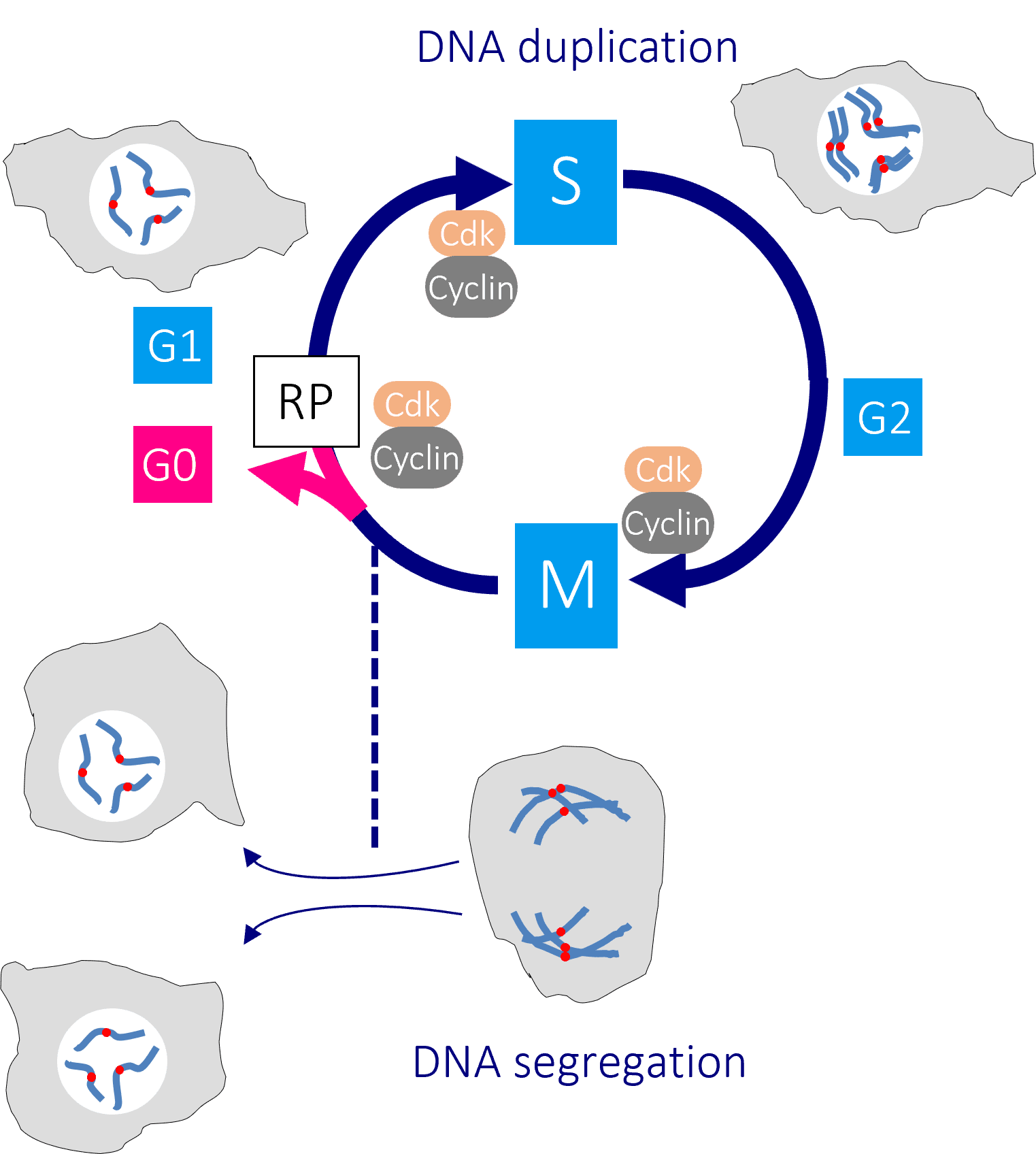 A diagram of the cell cycle showing some of the key steps in the cycle