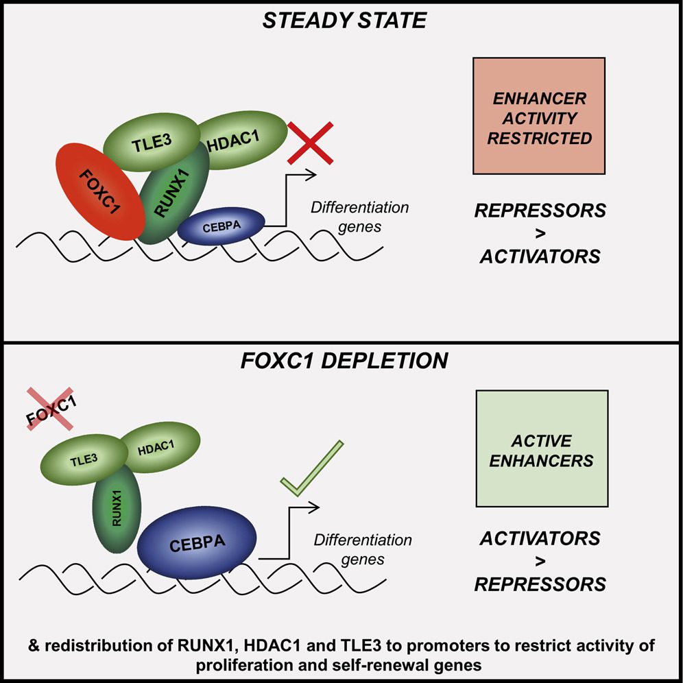 Graphical abstract for Cell Reports https://doi.org/10.1016/j.celrep.2021.109725