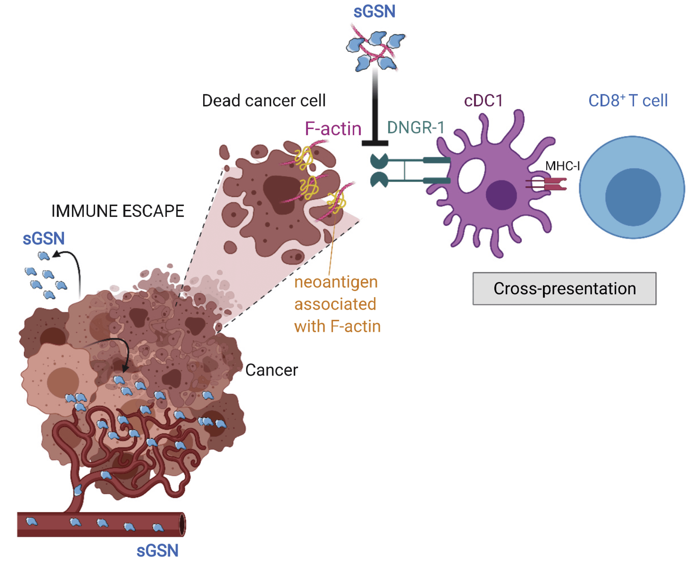 Featured Publication on Cancer Immunosurveillance