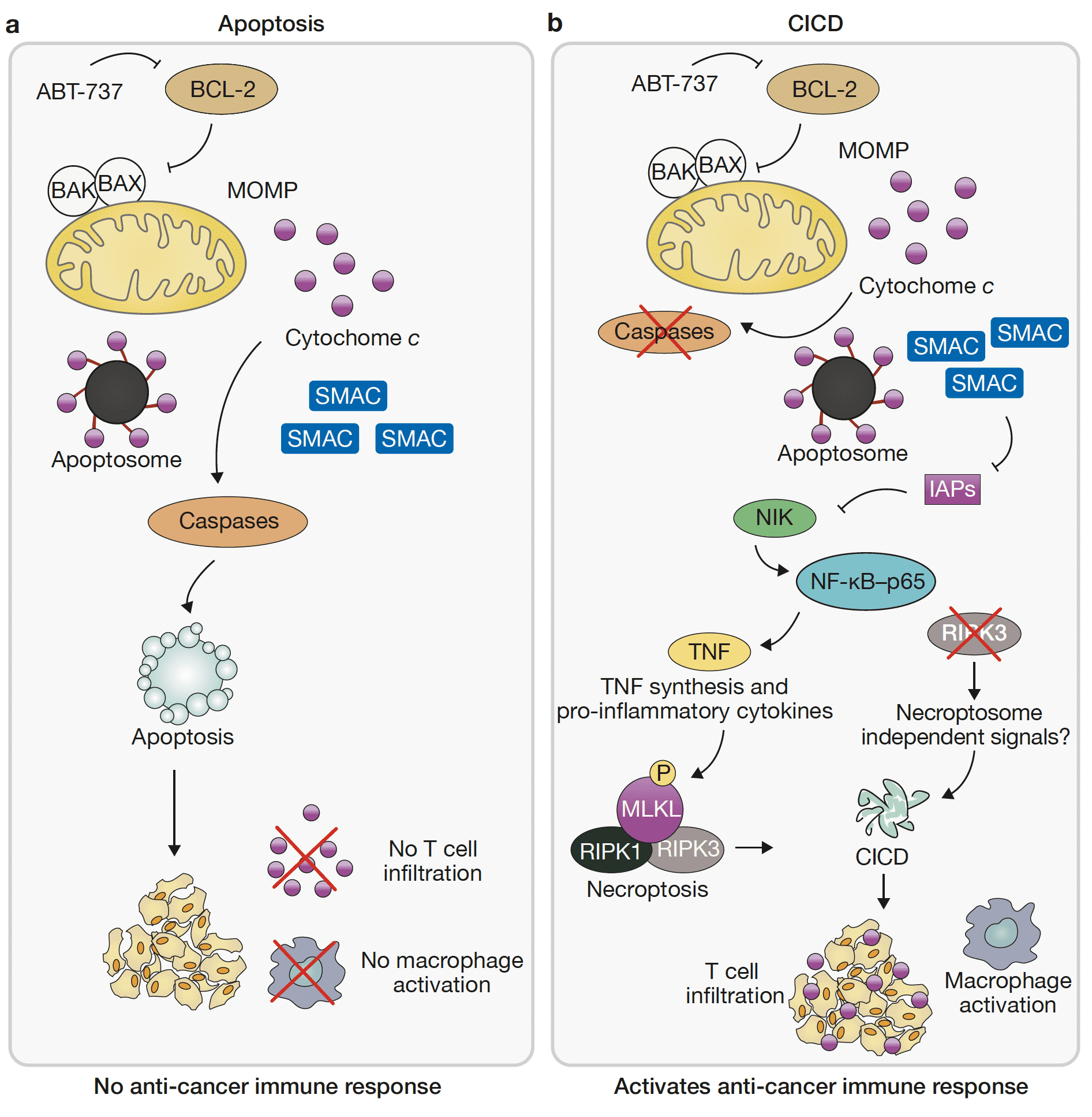 Featured Publication on Cancer Immunosurveillance