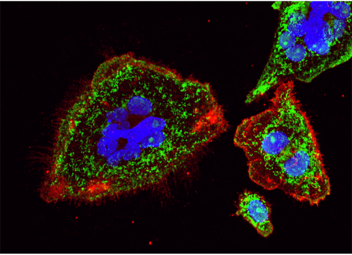 Colourful scientific image showing the research of Leukaemia Immunology & Transplantation