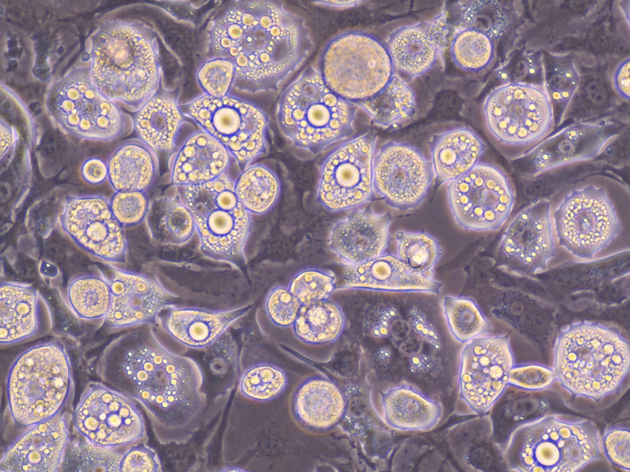 Microscope image showing mouse fat cells