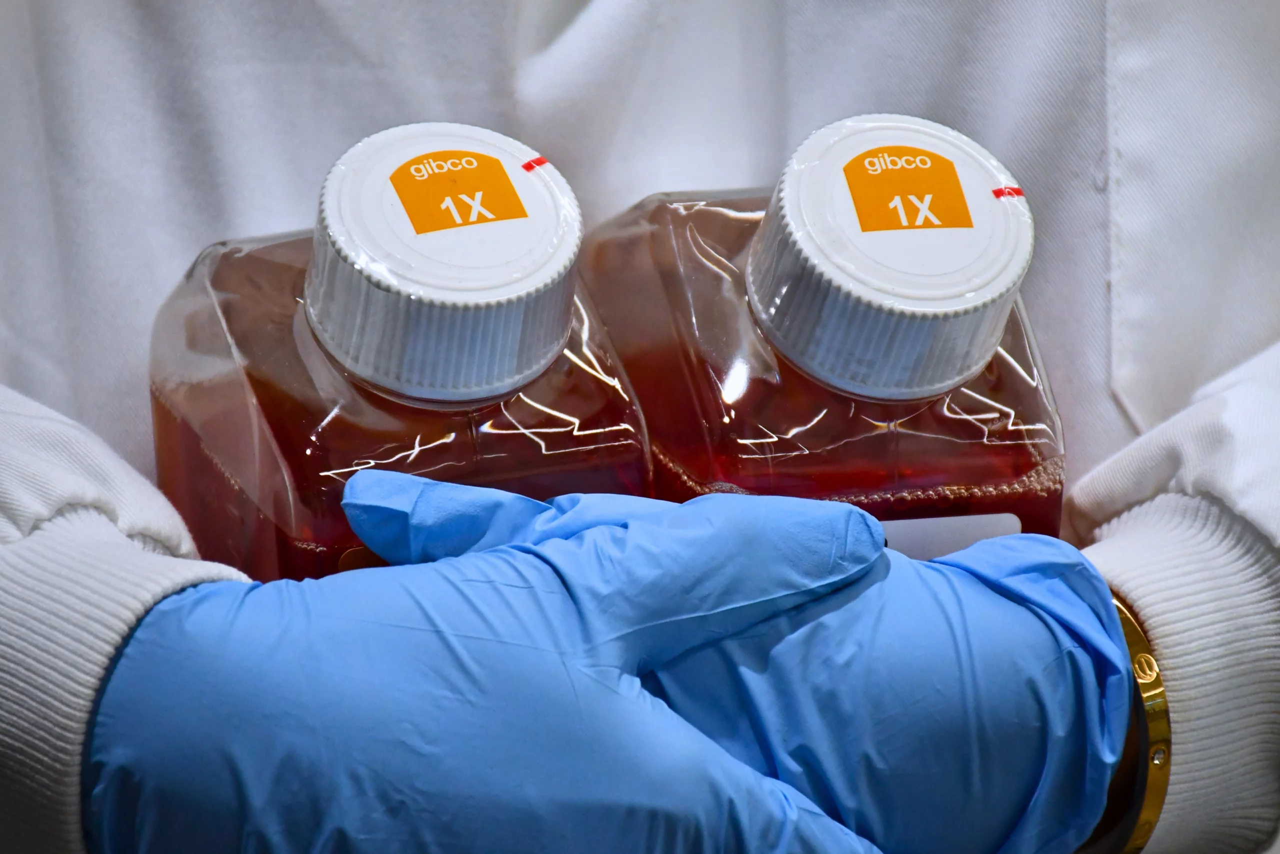 Gloved hands holding two bottles of media white lab coat