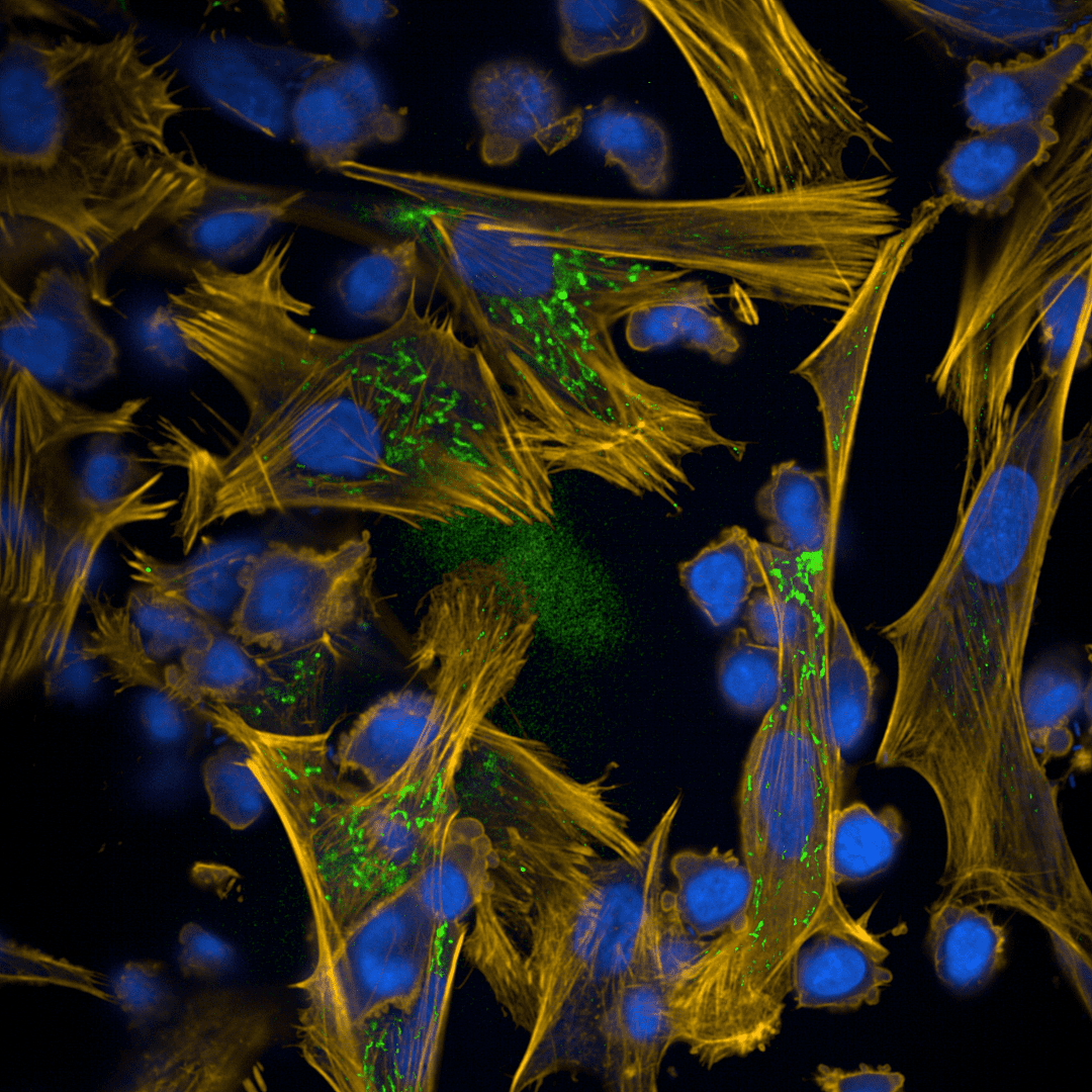 High-resolution microscopic image showcasing mitochondrial structures