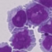 Scientific illustration labeled 'Figure 2' from a study on leukocyte biology, displaying data or diagrams related to leukocyte function and structure.
