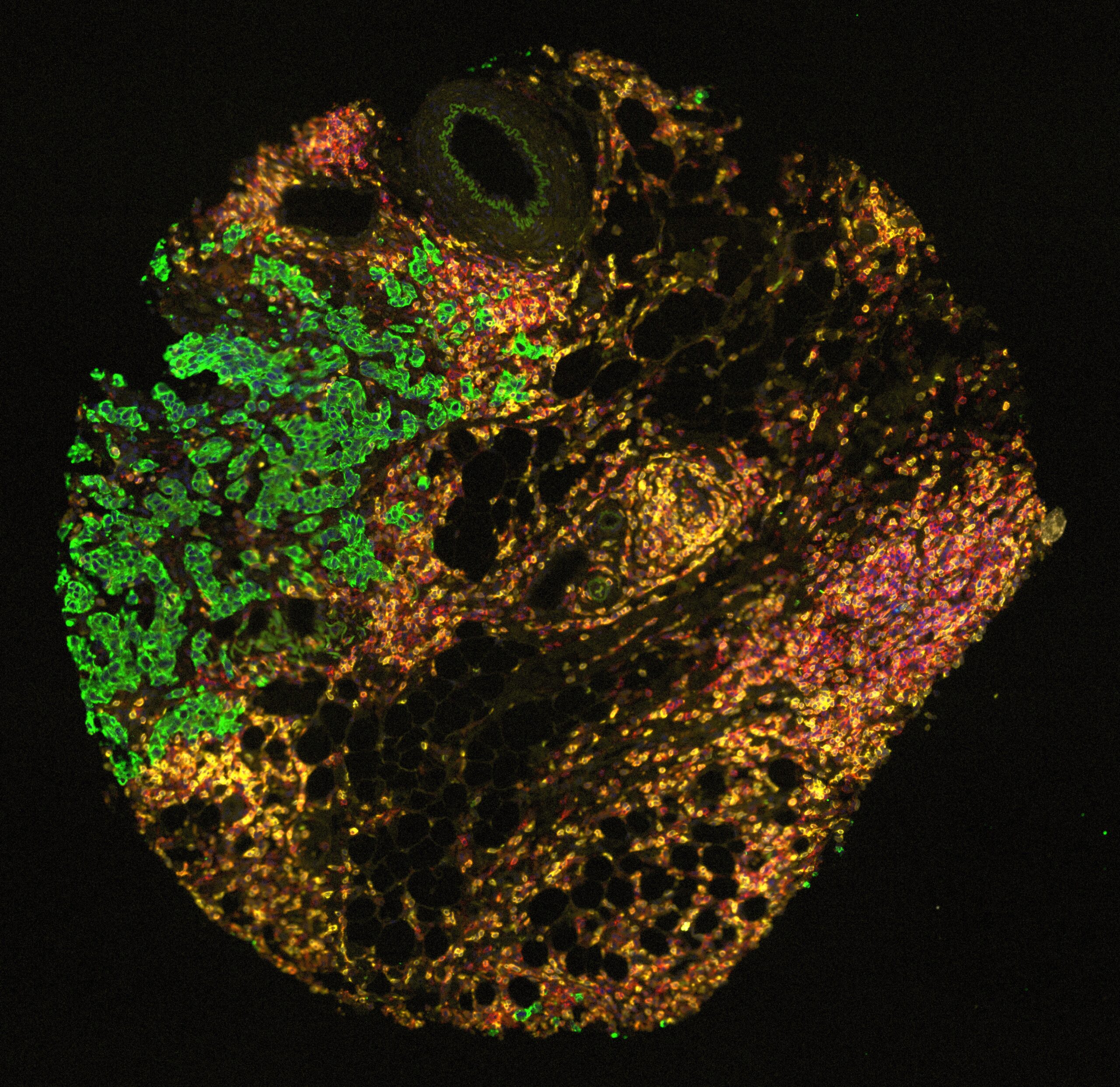 Scientific image showcasing research findings on cell interactions