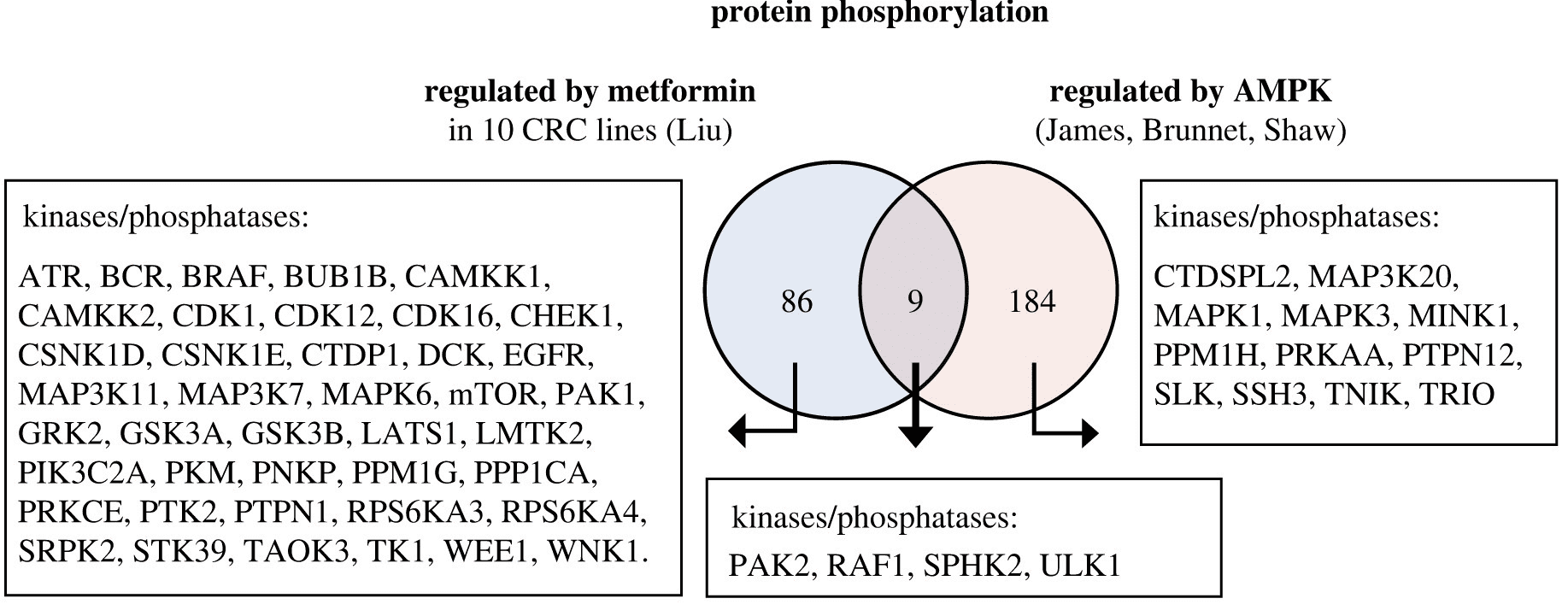 Protein phosph Met AMPK