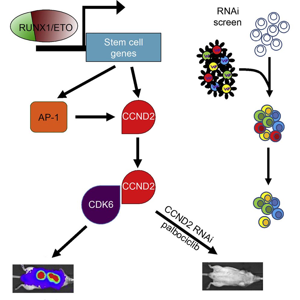 Graphical abstract summarizing oncogenic molecular findings in cancer research