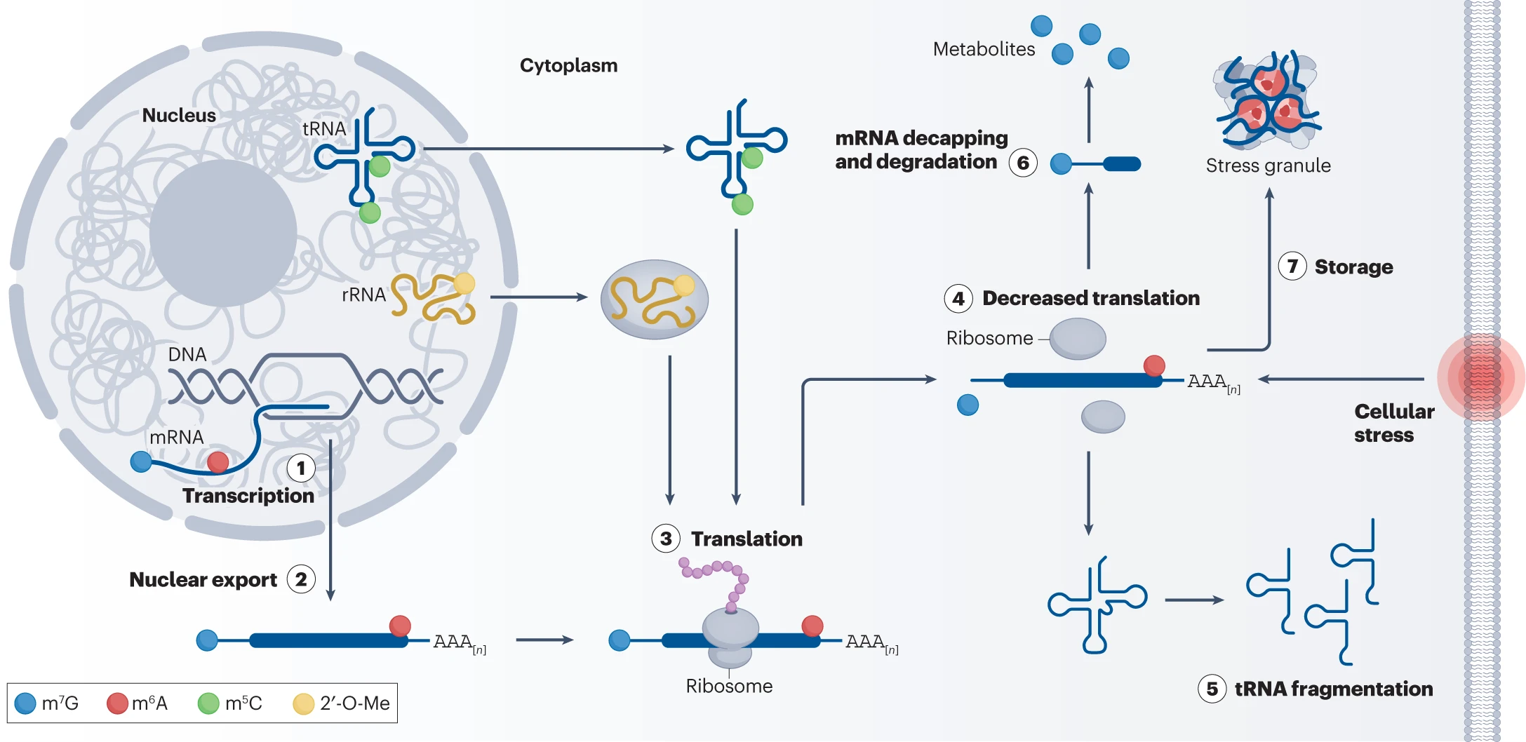 Diagram depicting RNA modifications and their effect on gene expression processes