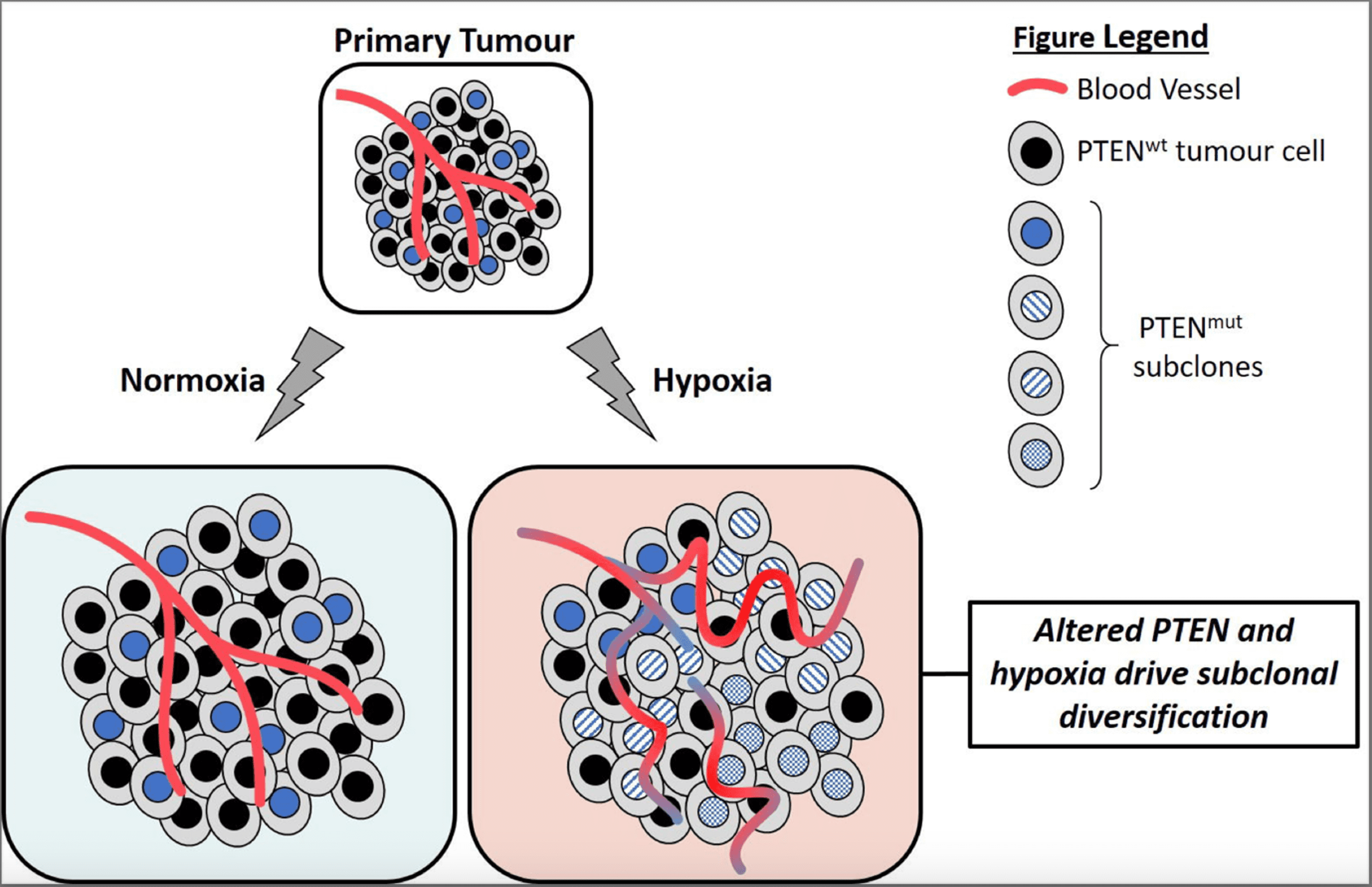 Figure 1 showing molecular landmarks of tumour hypoxia across cancer types