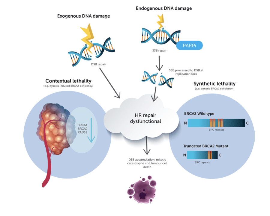 Graphic demonstrating hypoxia and genomic instability in prostate cancer