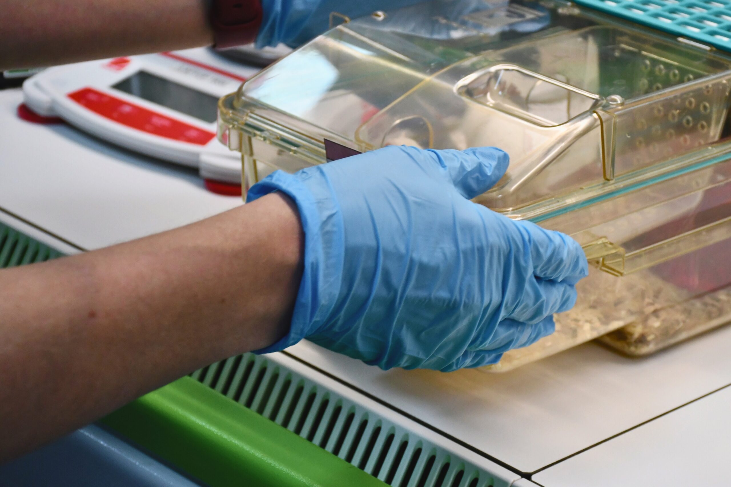 Gloved hand holding cage