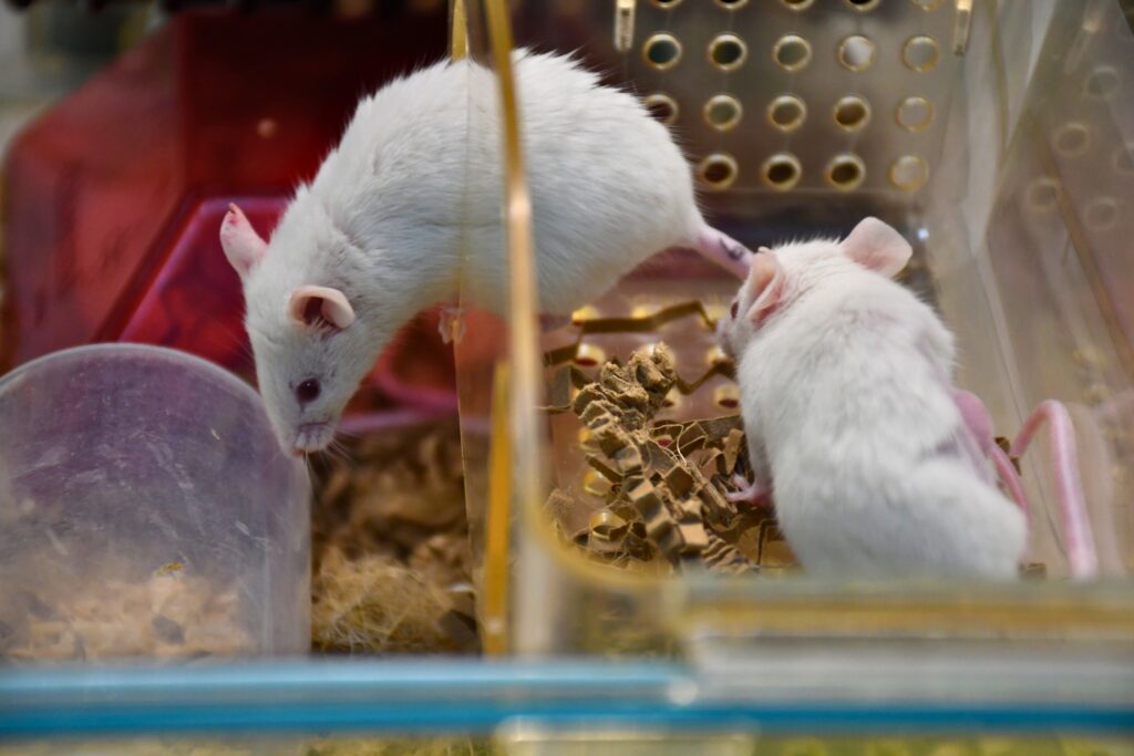 Two white mice in a cage one with visible flank tumour