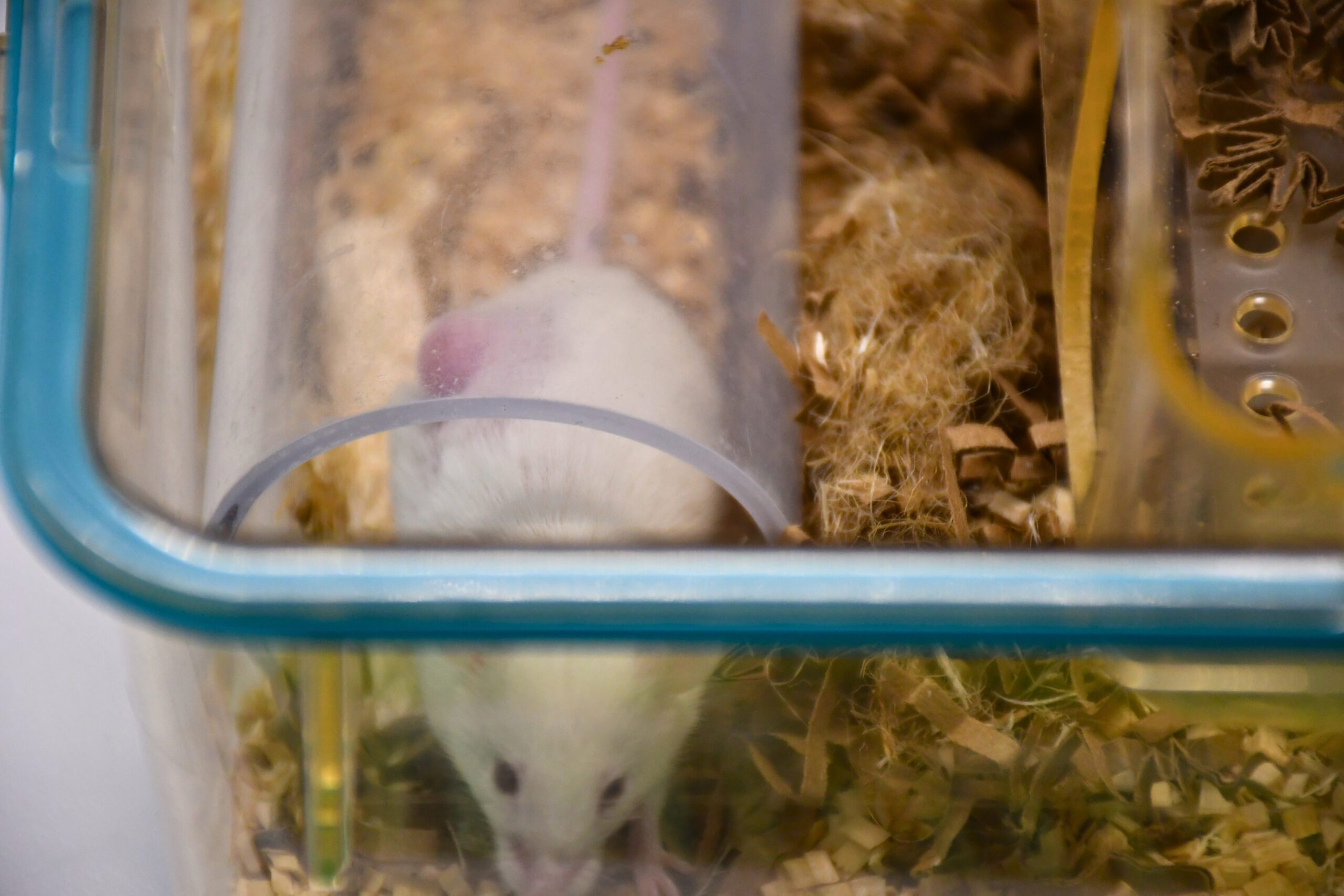 White mouse inside clear tunnel