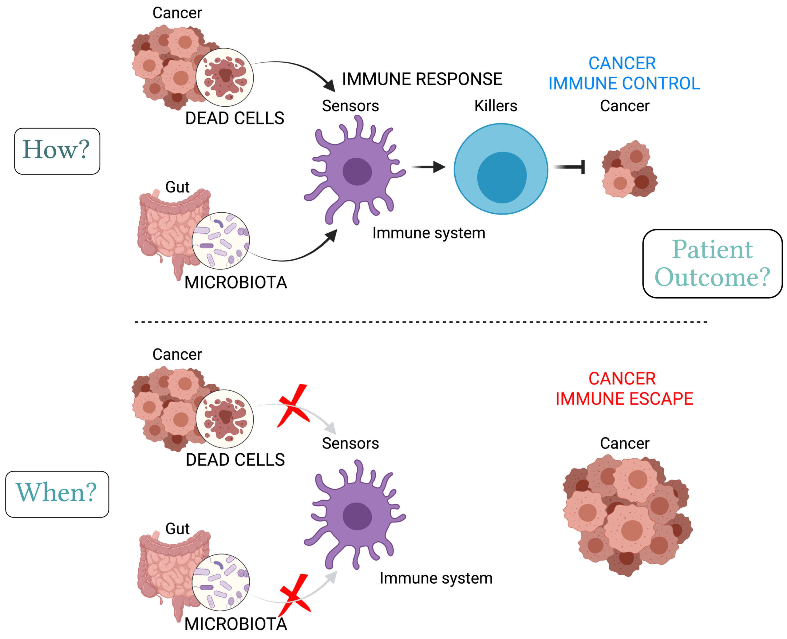 Graphic depicting the research overview of the Cancer Immunosurveillance Group